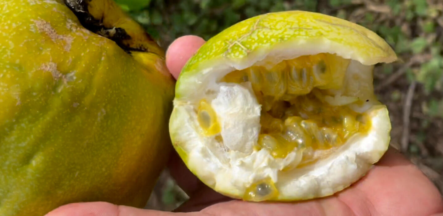 Calala / Passion Fruit