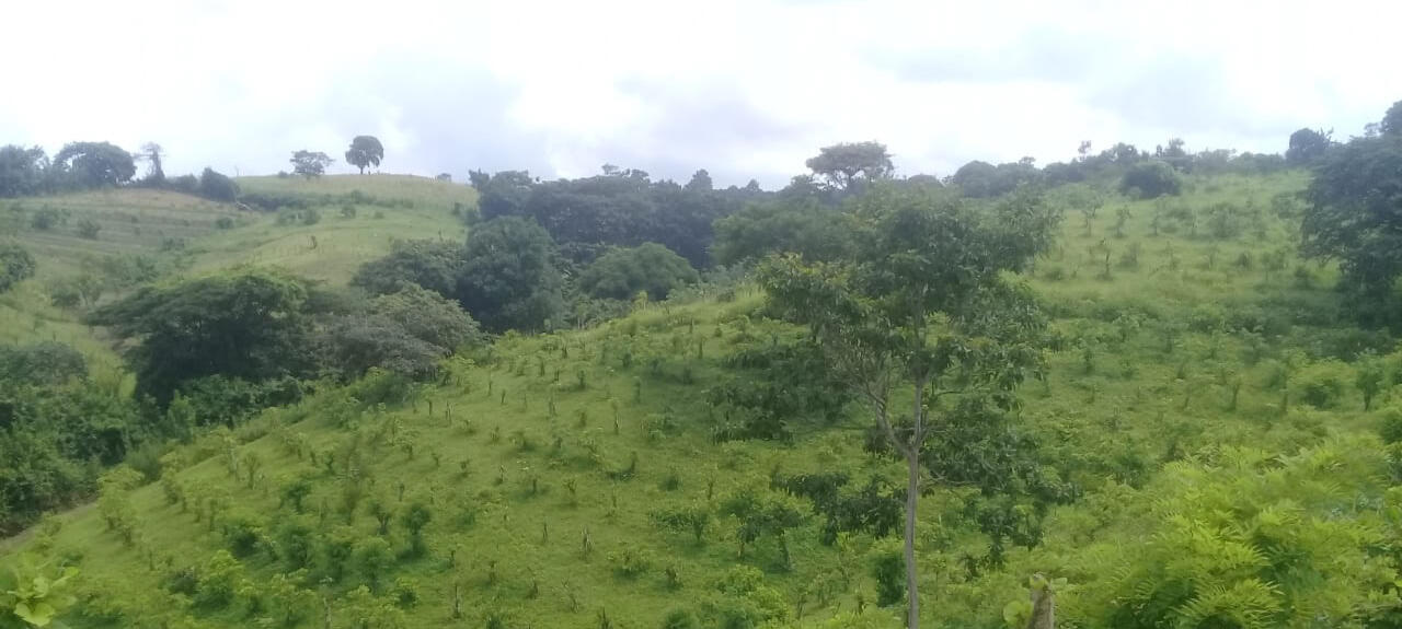 Sembrando la ladera / Sowing the hillside