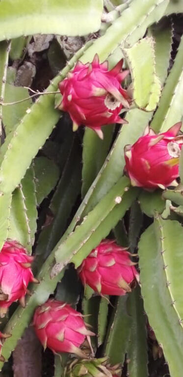 Pitaya / Dragon Fruit